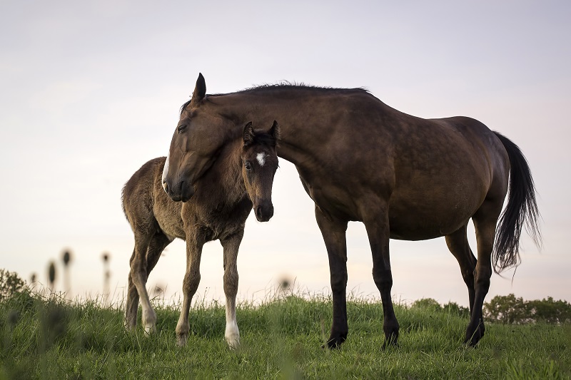 Publish-Traumatic Stress Disorder in Horses