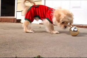 How To Avoid Holiday Hazards For Your Pets