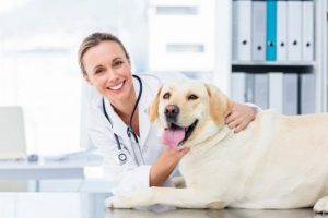 Can I Use CBD as Pain Relief for My Dogs?