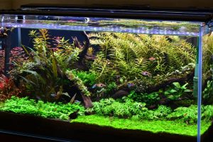 Things That You Need To Keep In Mind While Going For A 5 Gallon Aquarium At Home For Your Fish Keeping