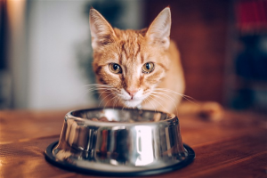 Is it Better For Your Cat to Be Home Alone Or at a Cattery?
