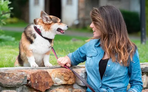 Personalized Leather Dog Collar For Your Furry Animals
