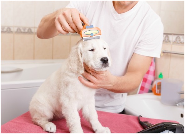 Wanting to take care of the pet mess without extra efforts? Try the most updated pet cleaning products