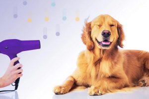 Pet Grooming Must-Haves To Do It By Yourself