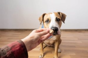 How to Pick the Right Pet Food to Sell to United Kingdom Pet Owners