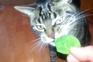 Should cats eat spinach?