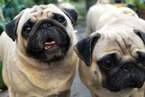 How to Stop Pugs from Barking