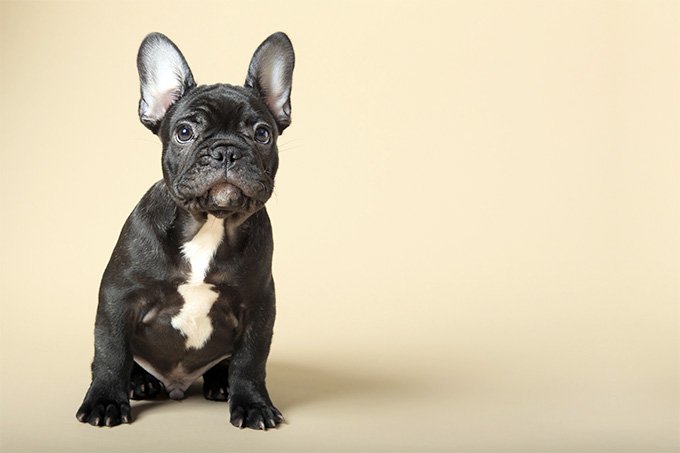 Do you like the French bulldog? Here’s The Buying Guide