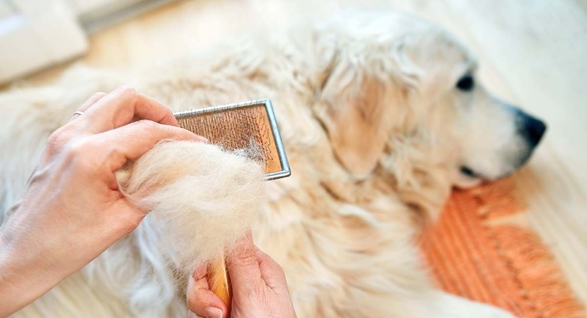 What Is the Best Brush for Golden Retriever? (important factors you need to know)