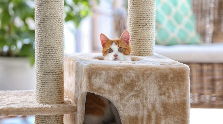 What Type of Furniture Should You Purchase to Make Your House Pet-Proof?