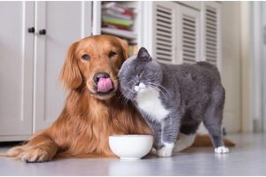Pet Sitters For Hire: Pets Are Cared And Loved