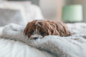 Things to consider before getting a new dog