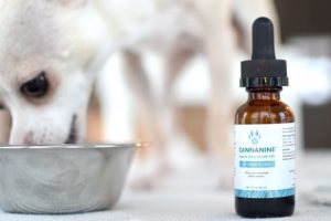 What to consider in buying CBD oils for pets 