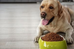 Tips In Choosing A Healthy Dog Food For Your Pet