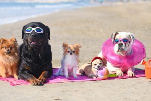 3 Questions to Ask Yourself Before Your Next Vacation With Your Pet