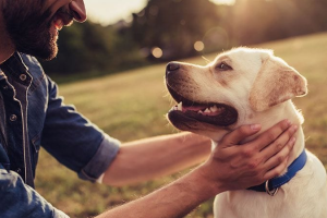 3 Simple Ways To Keep Your Dog Healthy and Happy