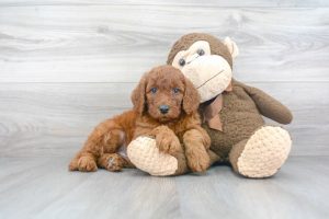 All You Need to Know About Mini Goldendoodle: Origin, Training Tips and Facts