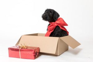 Top Gifts For Animal Lovers