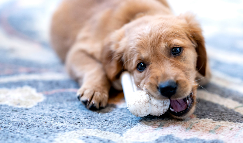 What Are The Right Dog Toys? – Some Useful Facts