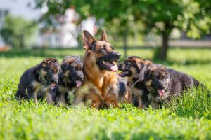 Reasons to Choose Trained German Shepherd Puppies