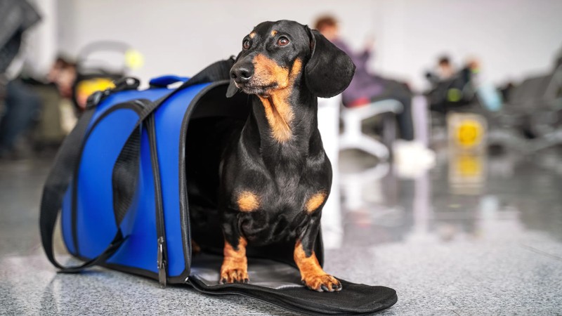 Pet carriers have many benefits: do you agree on this?
