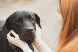 Different Ways To Handle the Loss of a Pet