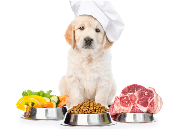 What is the best Chewy pet food combined with homemade food?
