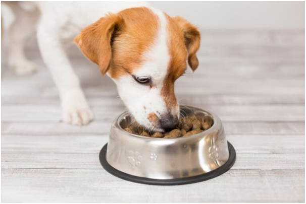 The Health Benefits Of Quality Food For Your Pet Dog