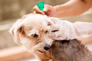 Be Flea-Free: The Top Questions Pet Owners Have About Fleas