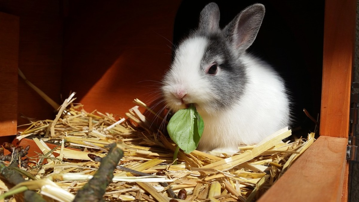 Diet Recommendations for Your Rabbit