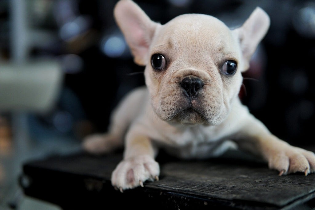 The French bulldog puppy: Your ideal companion in a small apartment