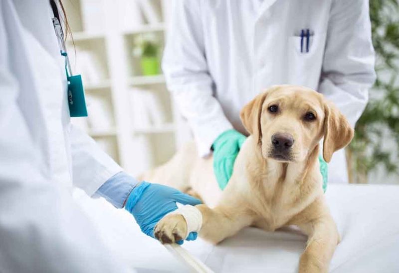 Signs Your Furry Friend May Need To Visit The Veterinary Hospital