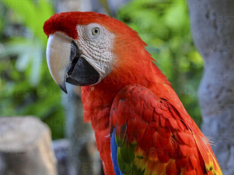 Amazing guide to choose the best talking parrot 