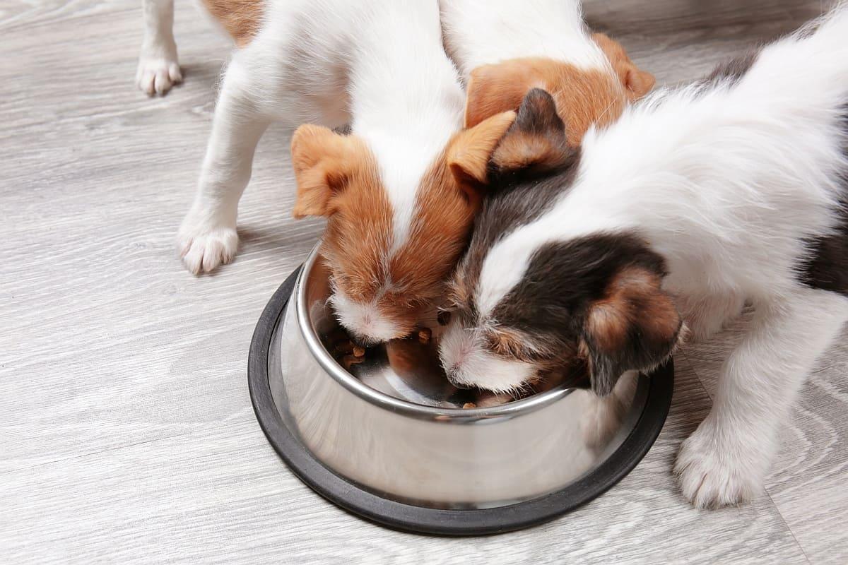 Your Dog’s Diet:  Canned Dog Food vs. Dry Kibble