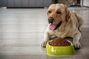Everything you should be know about dog food in the UK
