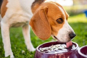 How much water should a dog drink per day?