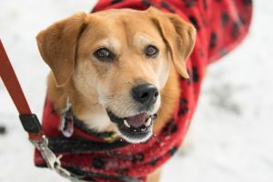 How to Keep Dogs and Pets Safe This Winter