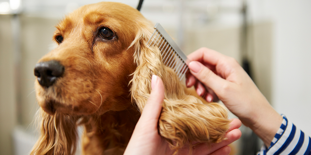 Benefits Of Mobile Dog Grooming Services