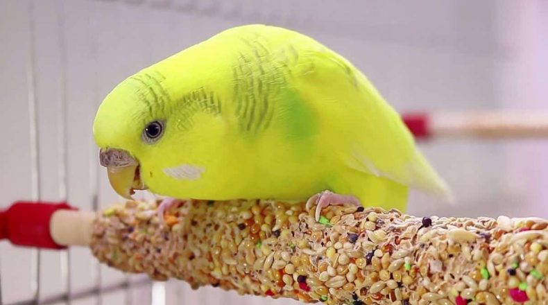 Comprehensive Guide To What Foods Your Budgie Can Eat