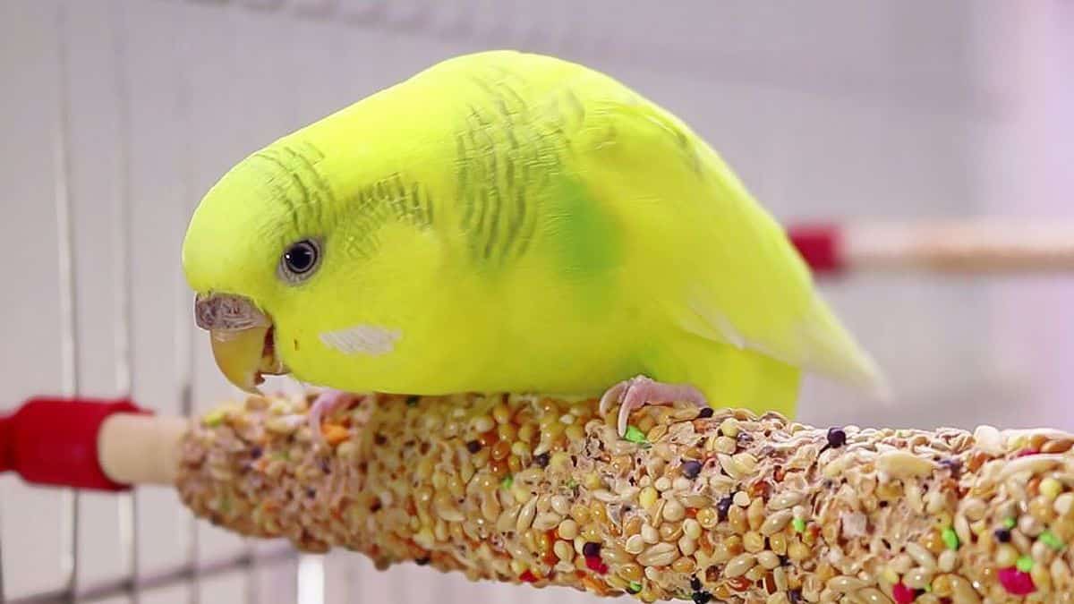 Comprehensive Guide To What Foods Your Budgie Can Eat