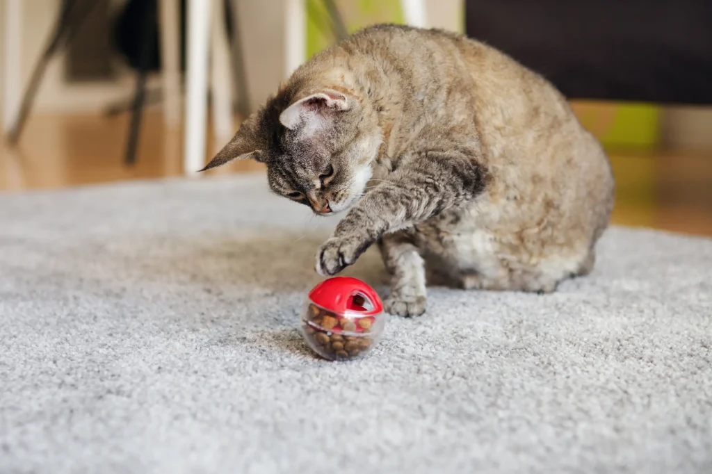 How Interactive Cat Toys Improve Your Cat’s Physical and Mental Health