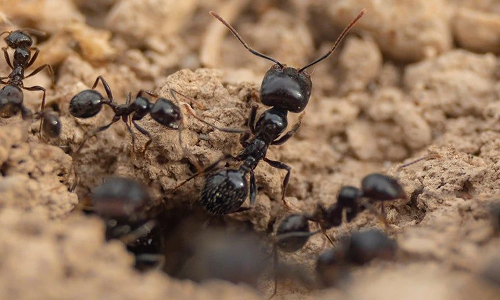 Reading the Clues that Pests Leave Behind in Davenport