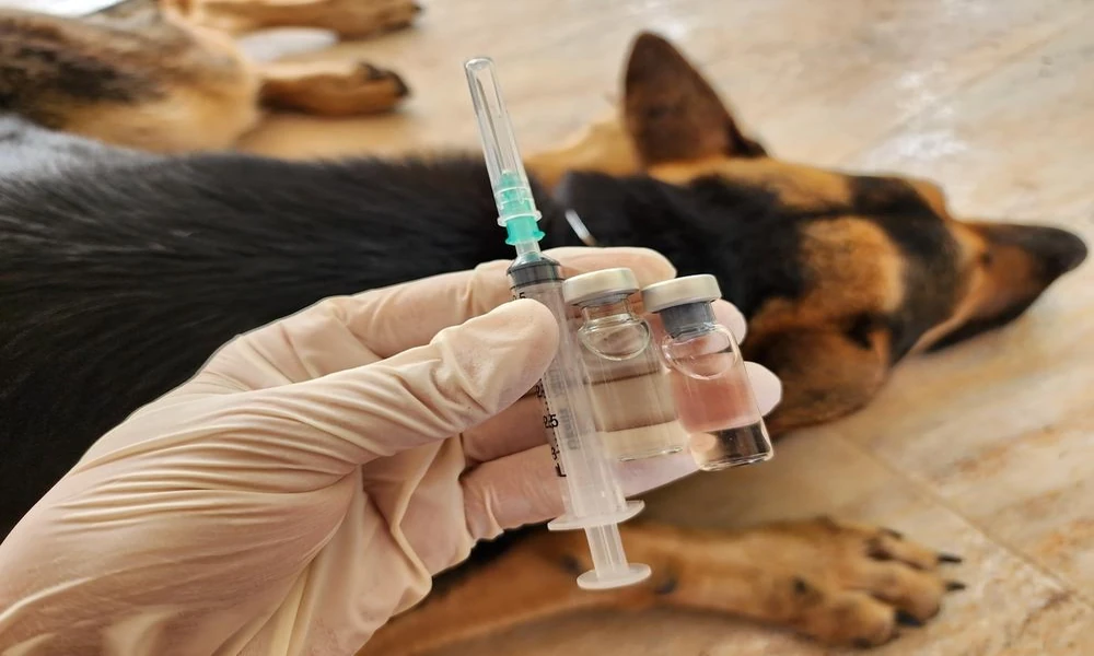 4 Essential Vaccinations Small Animal Hospitals Provide