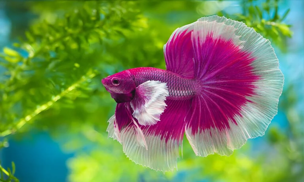 Fighting Fish Near Me: A Local Buyer’s Care Sheet