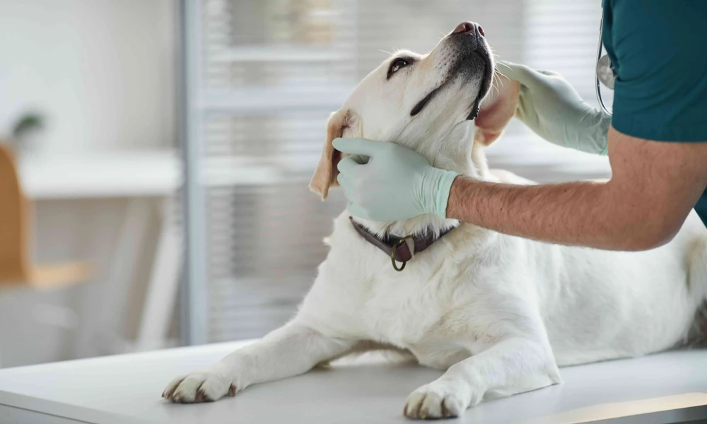 Why Choosing The Right Animal Hospital Improves Pet Longevity
