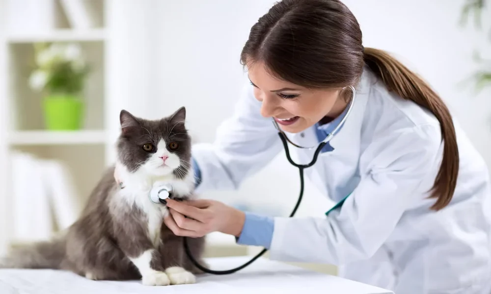 4 Benefits Of Having 24/7 Animal Hospital Access