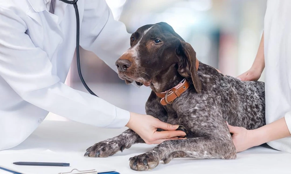 4 Benefits of Integrating Diagnostics Into Veterinary Visits