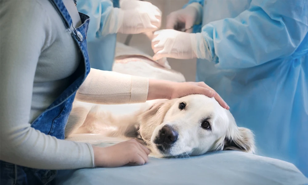 How Vets Prepare Pets For Surgery Safely And Comfortably