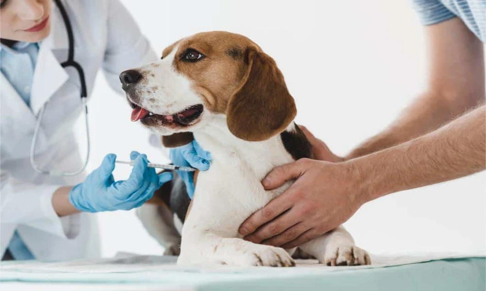 Why Vaccinations Are Key to Preventive Veterinary Medicine