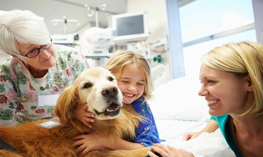 How Animal Hospitals Contribute To Public Health And Safety